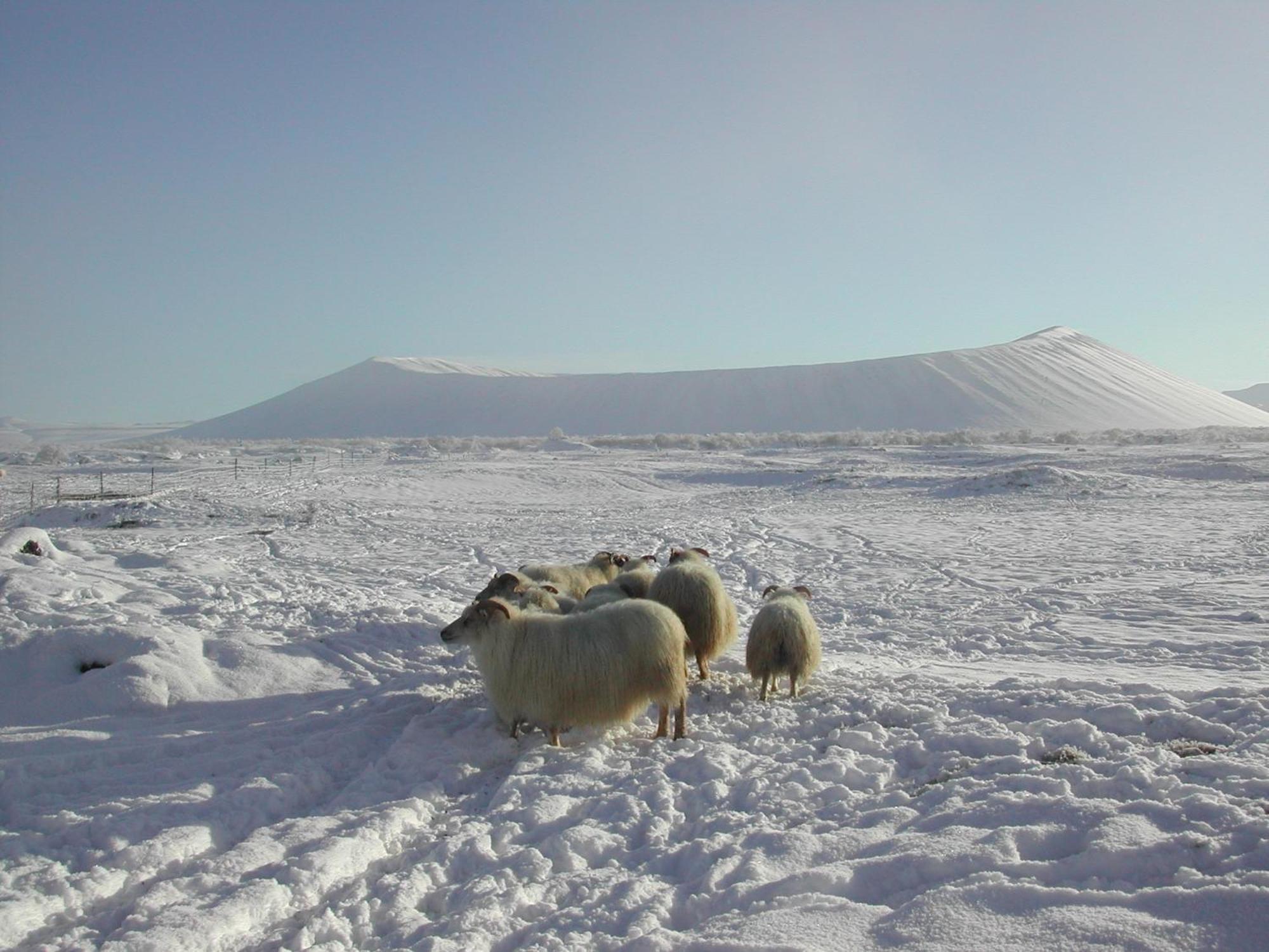 Vogafjos Farm Resort Myvatn Exteriér fotografie